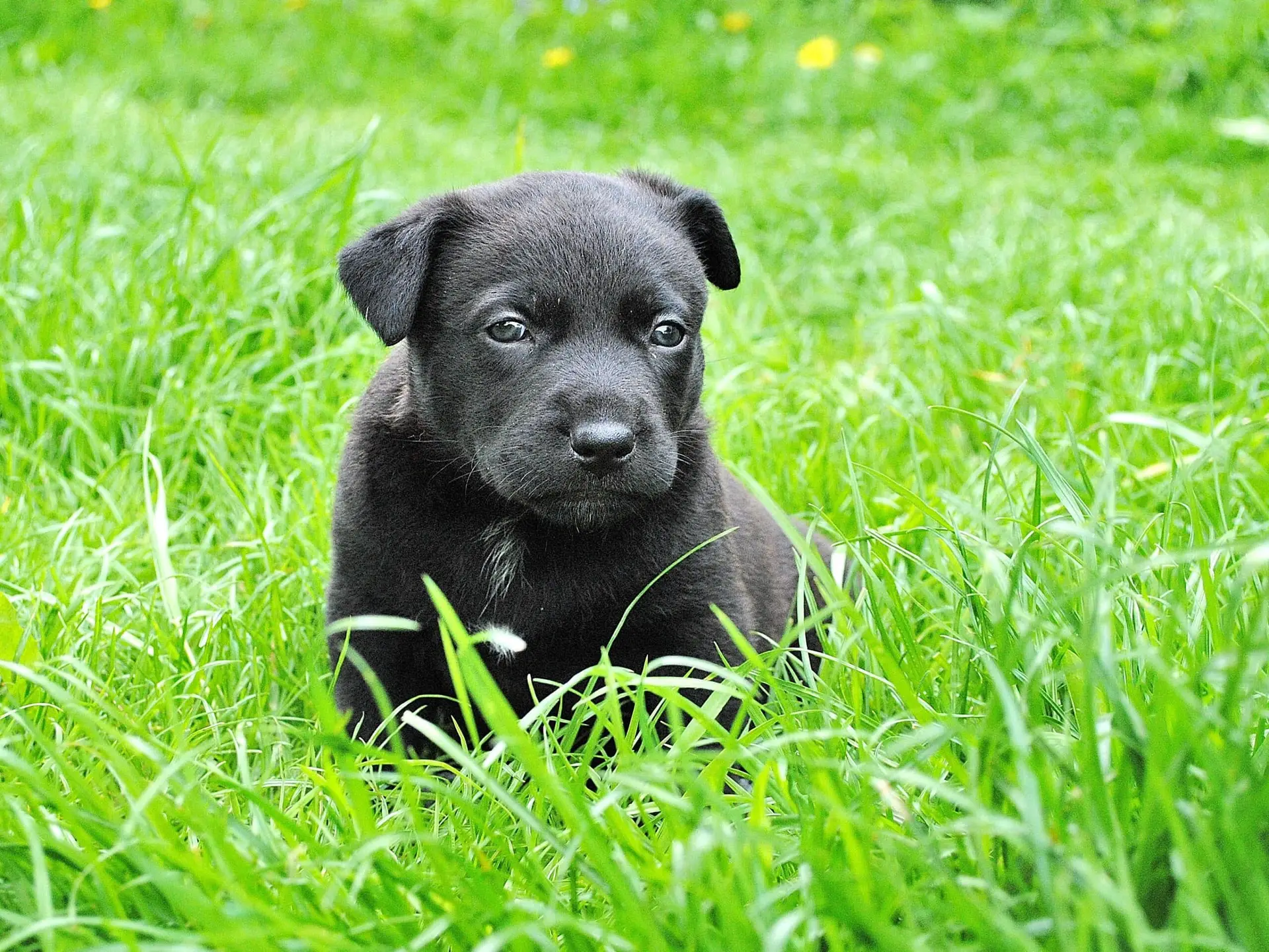 dog calm sitting in grass