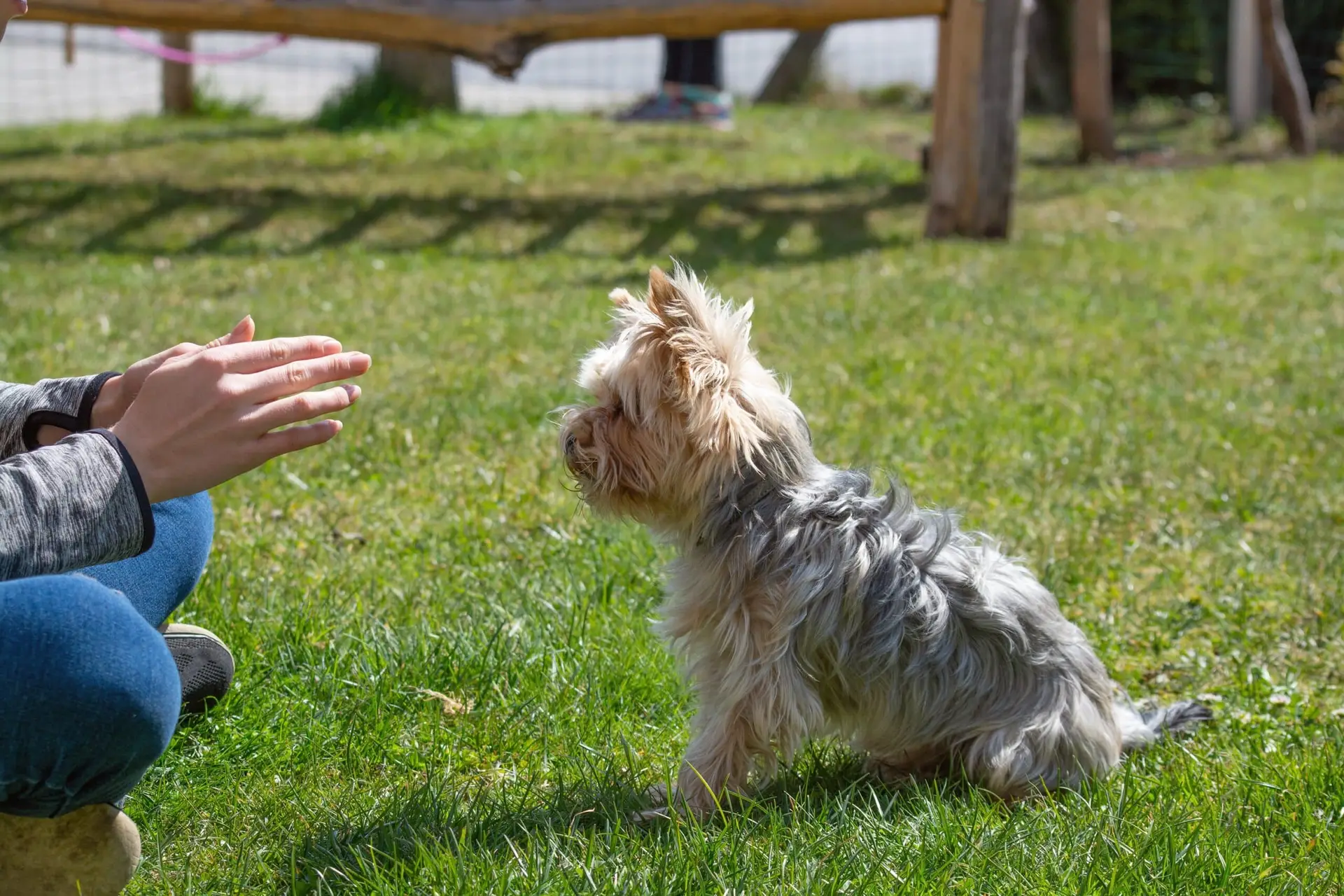 Training your small dog 