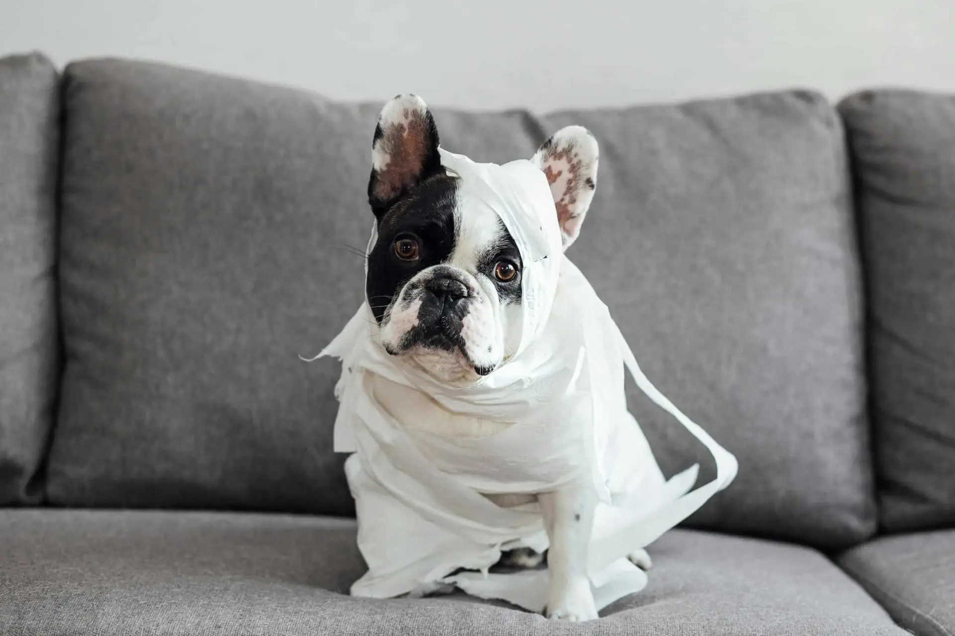 a dog wrapped in toilet paper