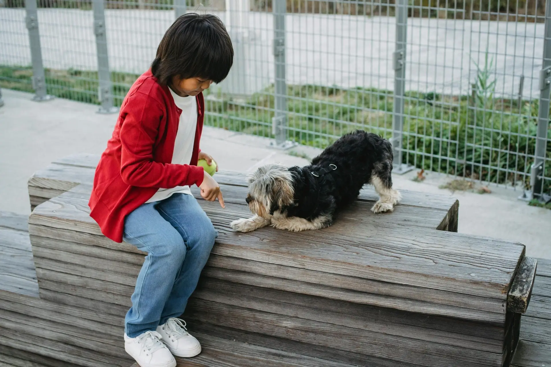 kid training small Dog to Listen