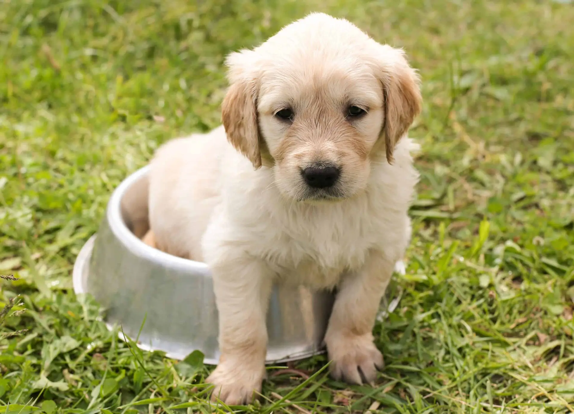 Puppy Potty Train in a Bowl