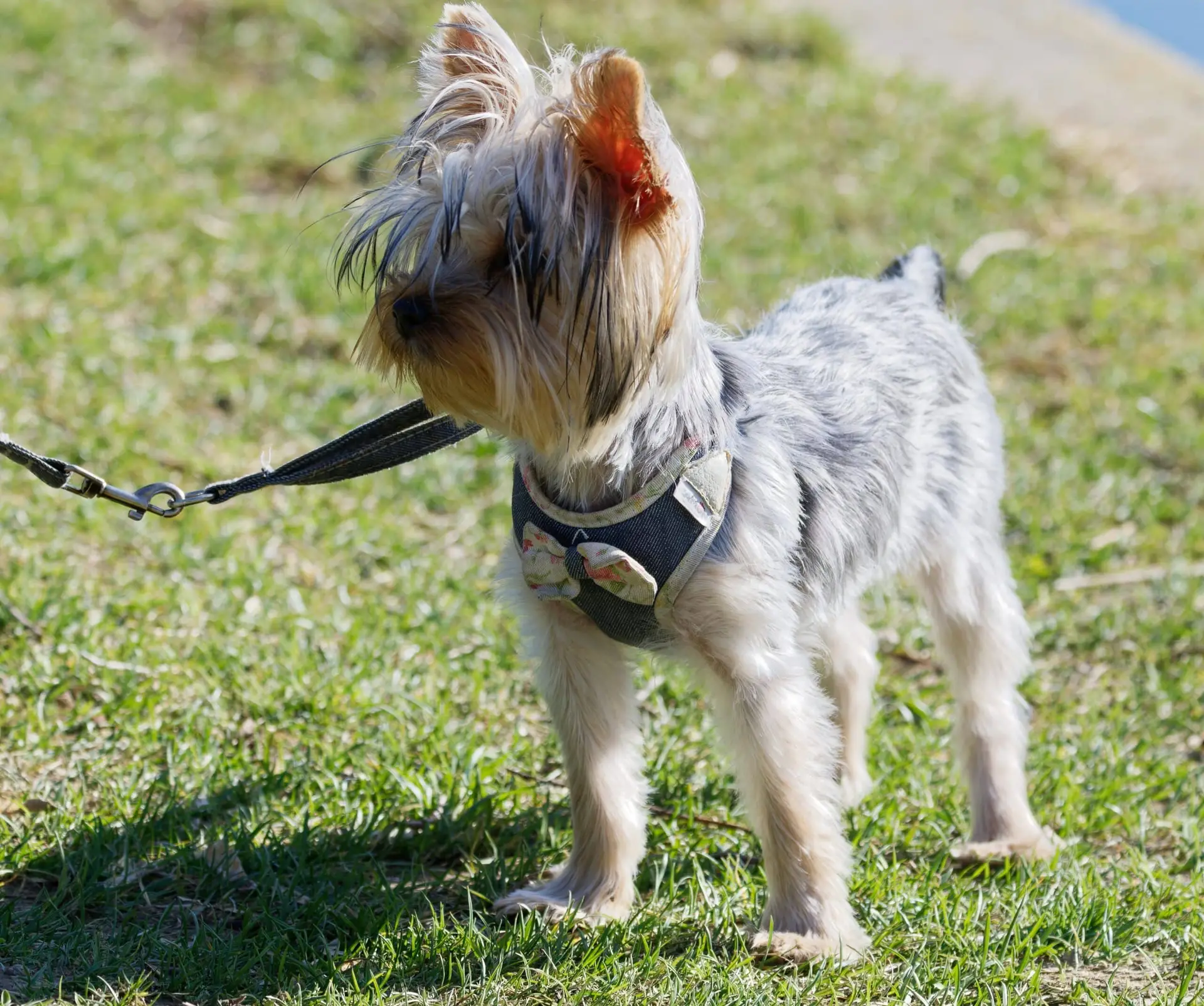 harness leash