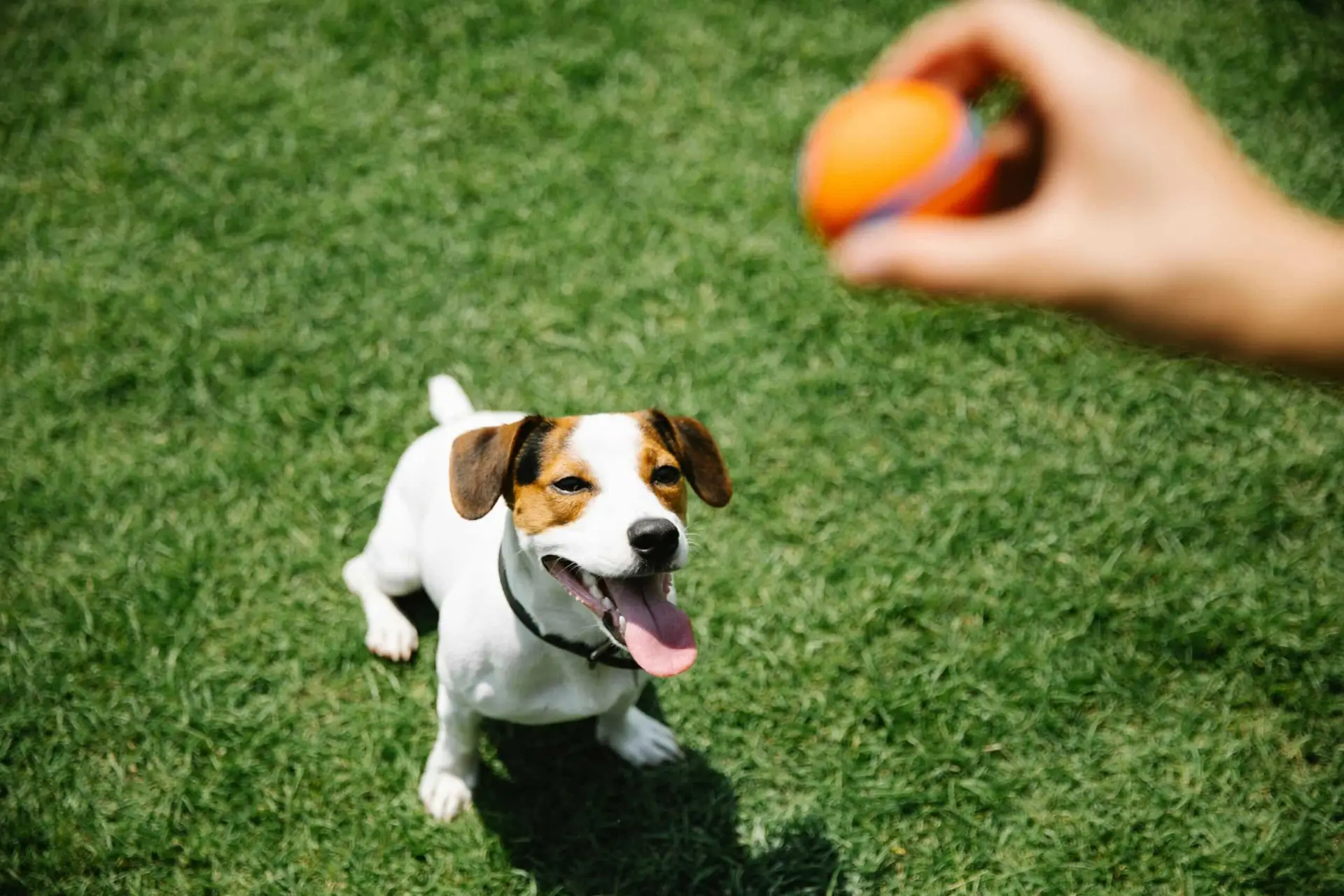 Dog to Listen to fetch ball
