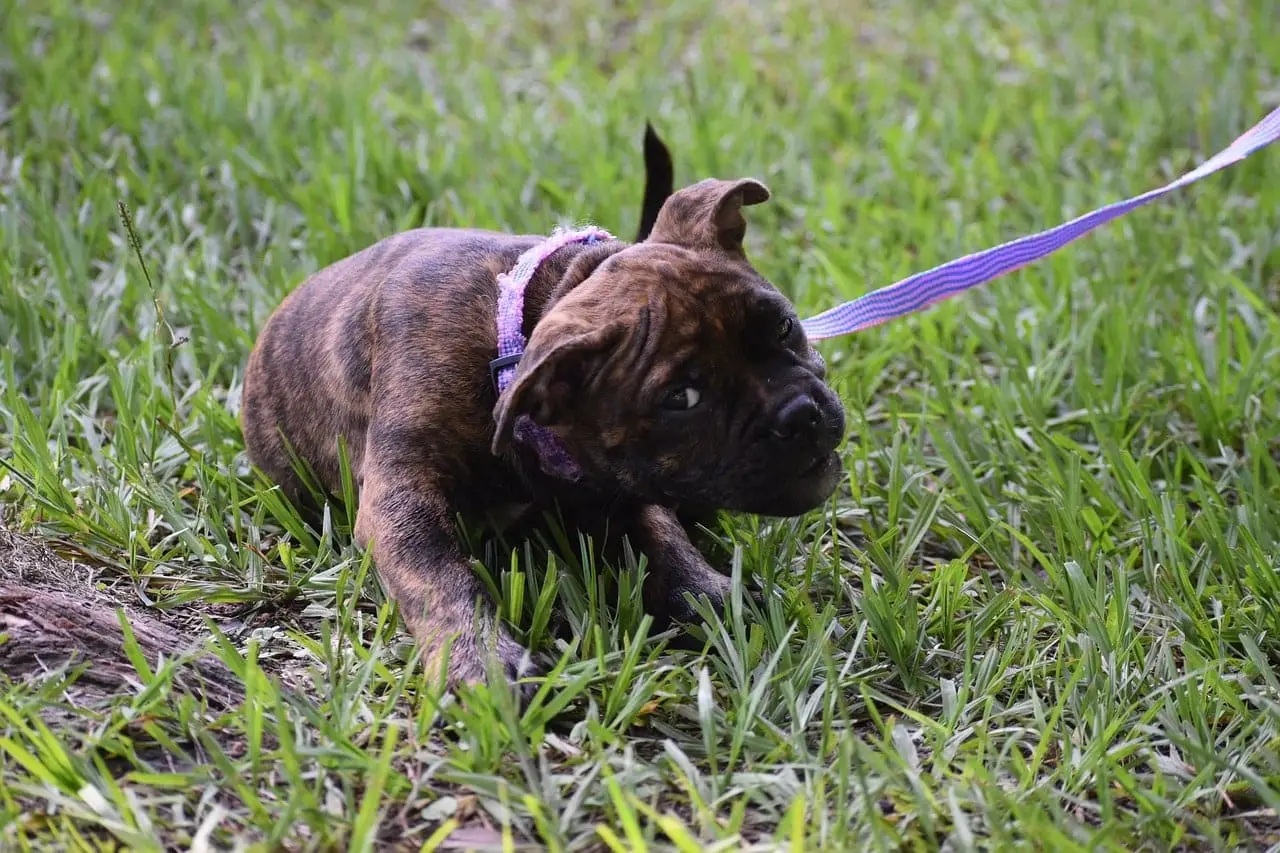 small dog pulling leash