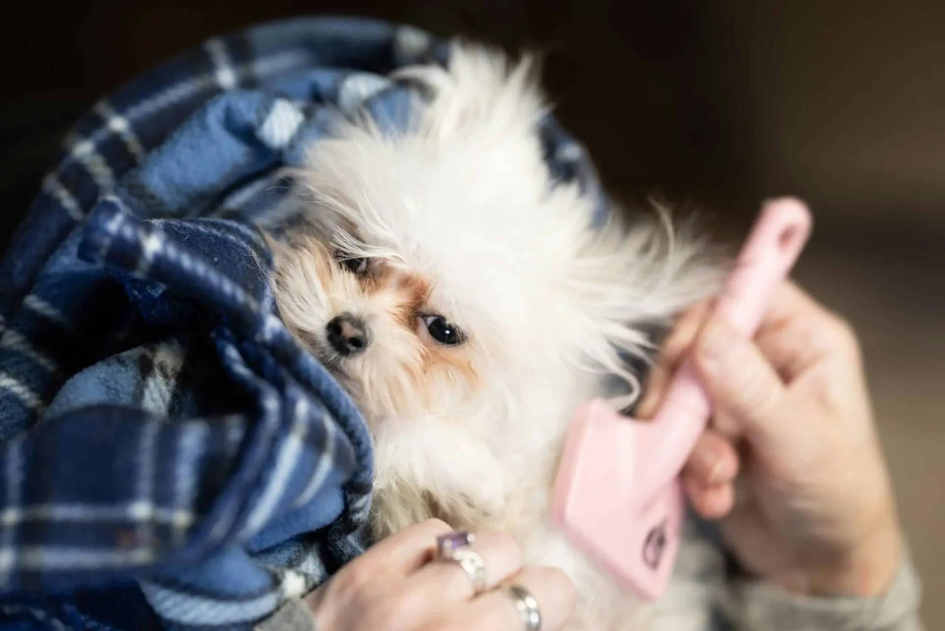 long-haired small dog needs brushing often