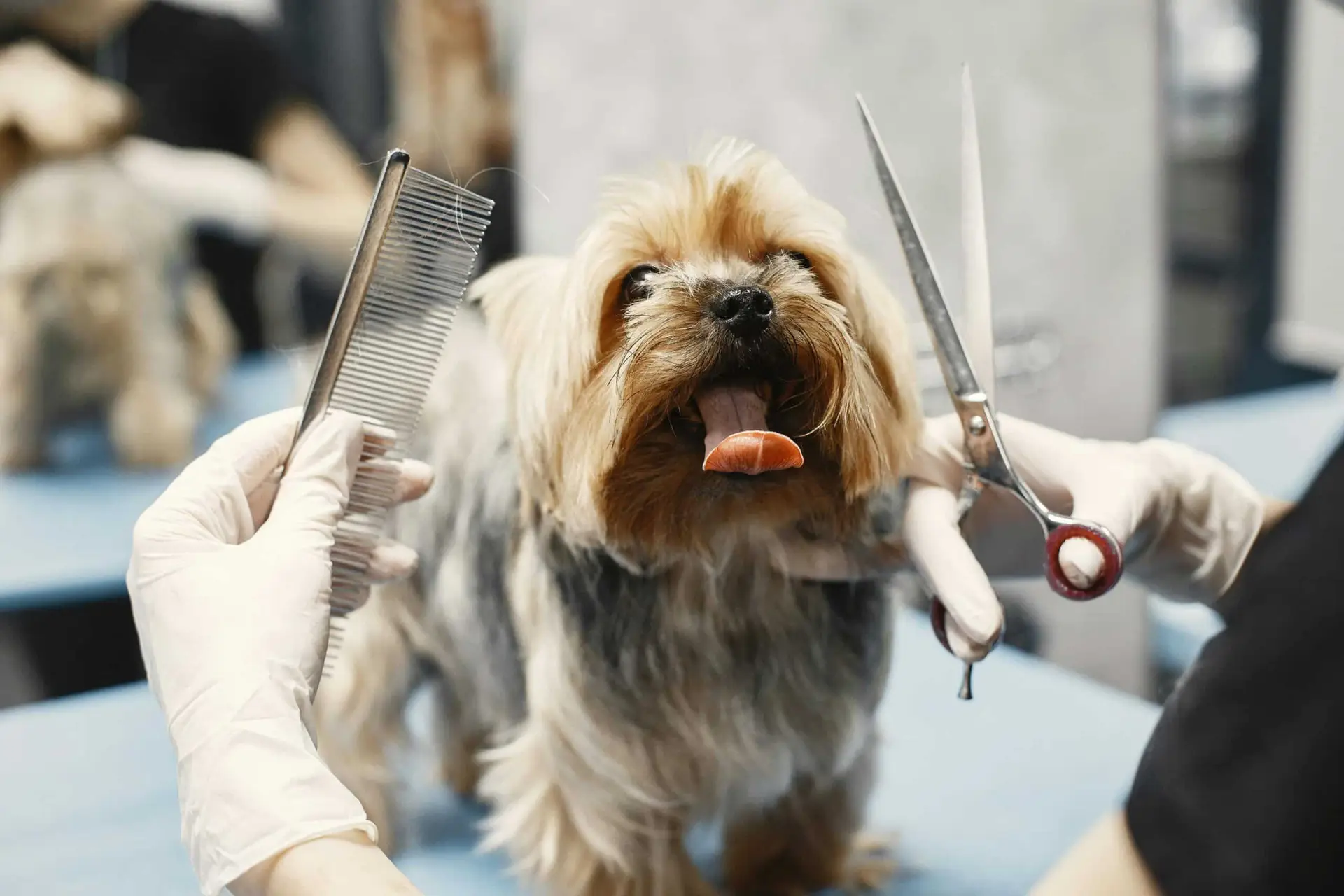 dog grooming to avoid Itchy Skin