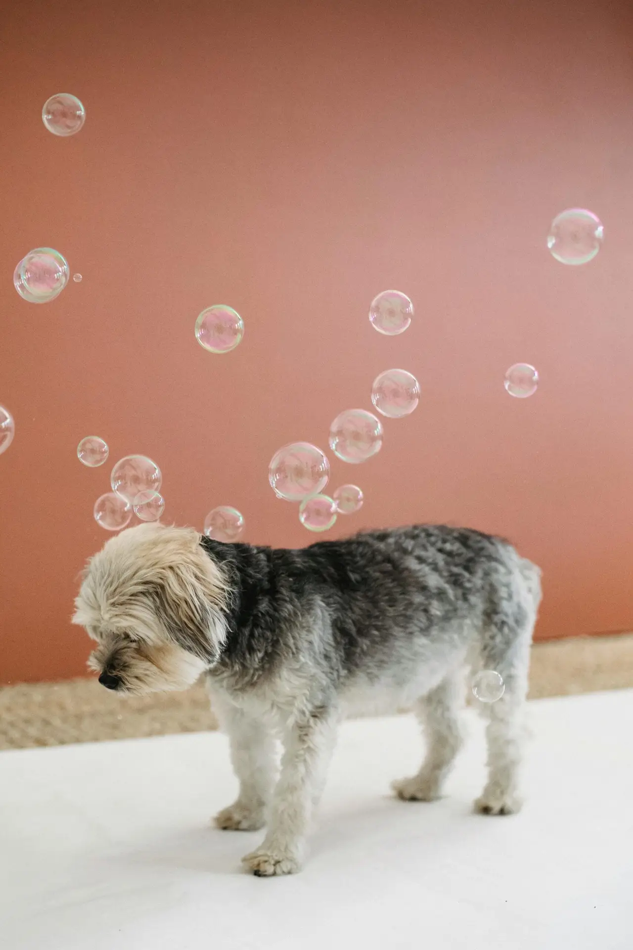 small dog with bubbles