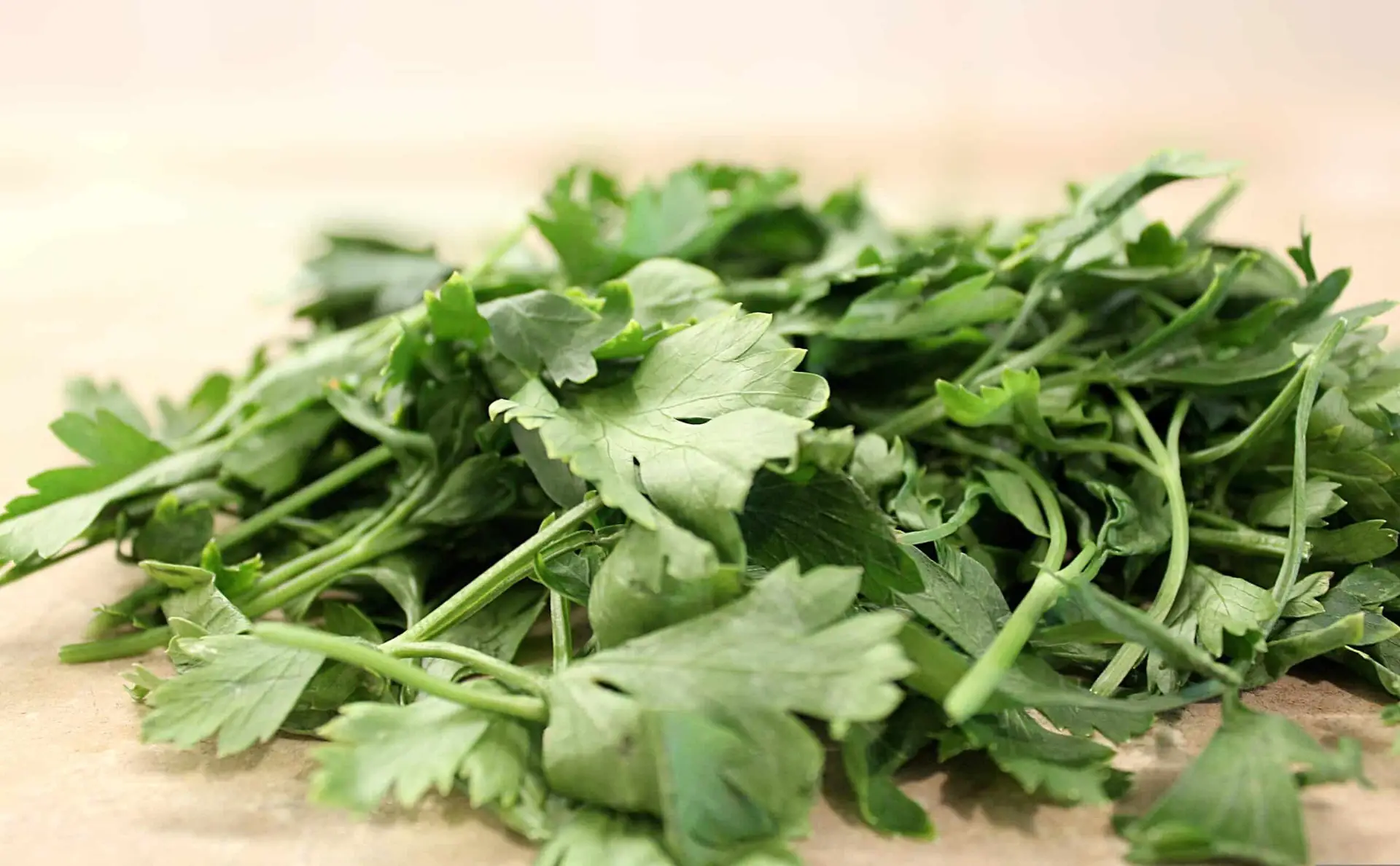cilantro helps dog breath to smell good