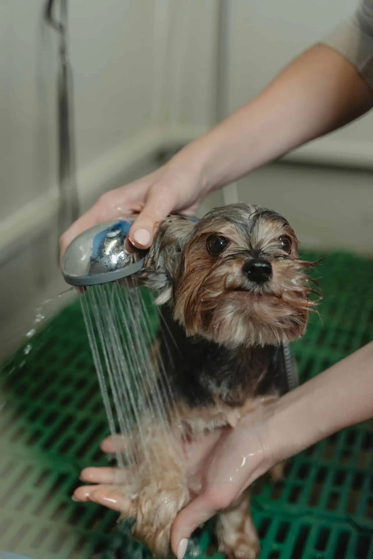dog bathing
