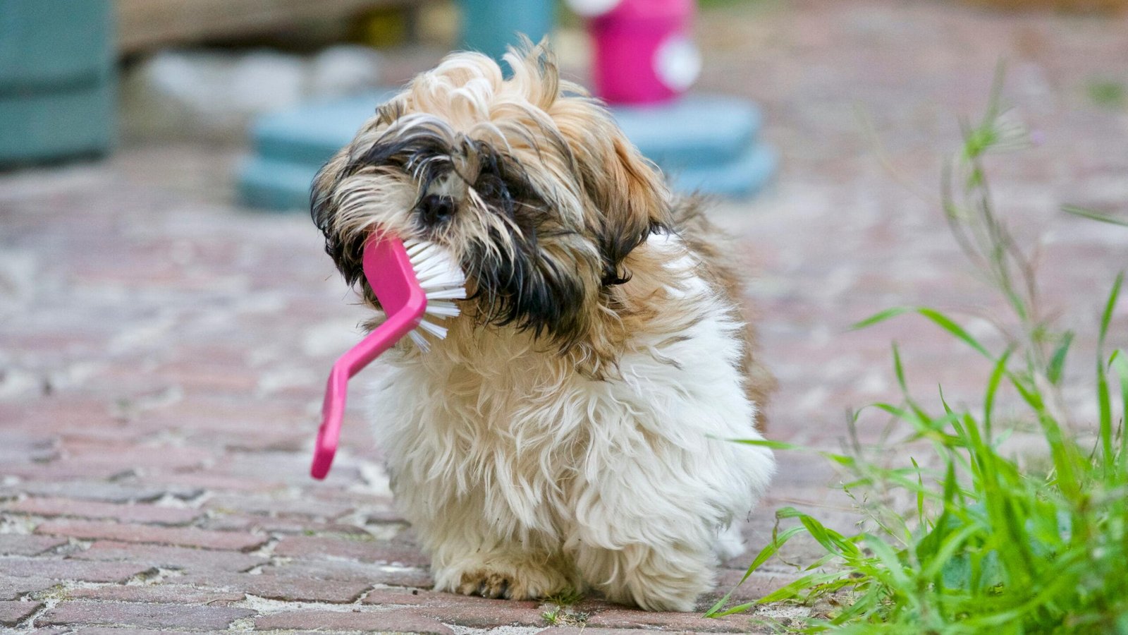 small dog with toothbrush
