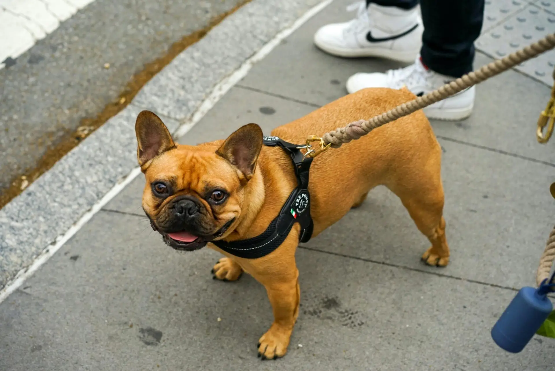 pug with leash