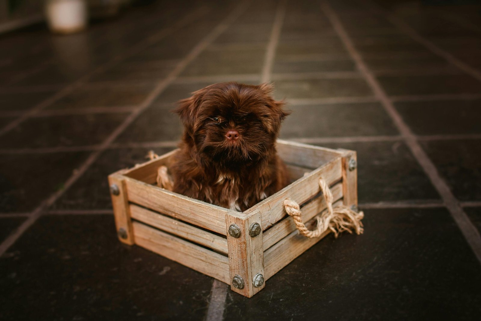 small dog crate