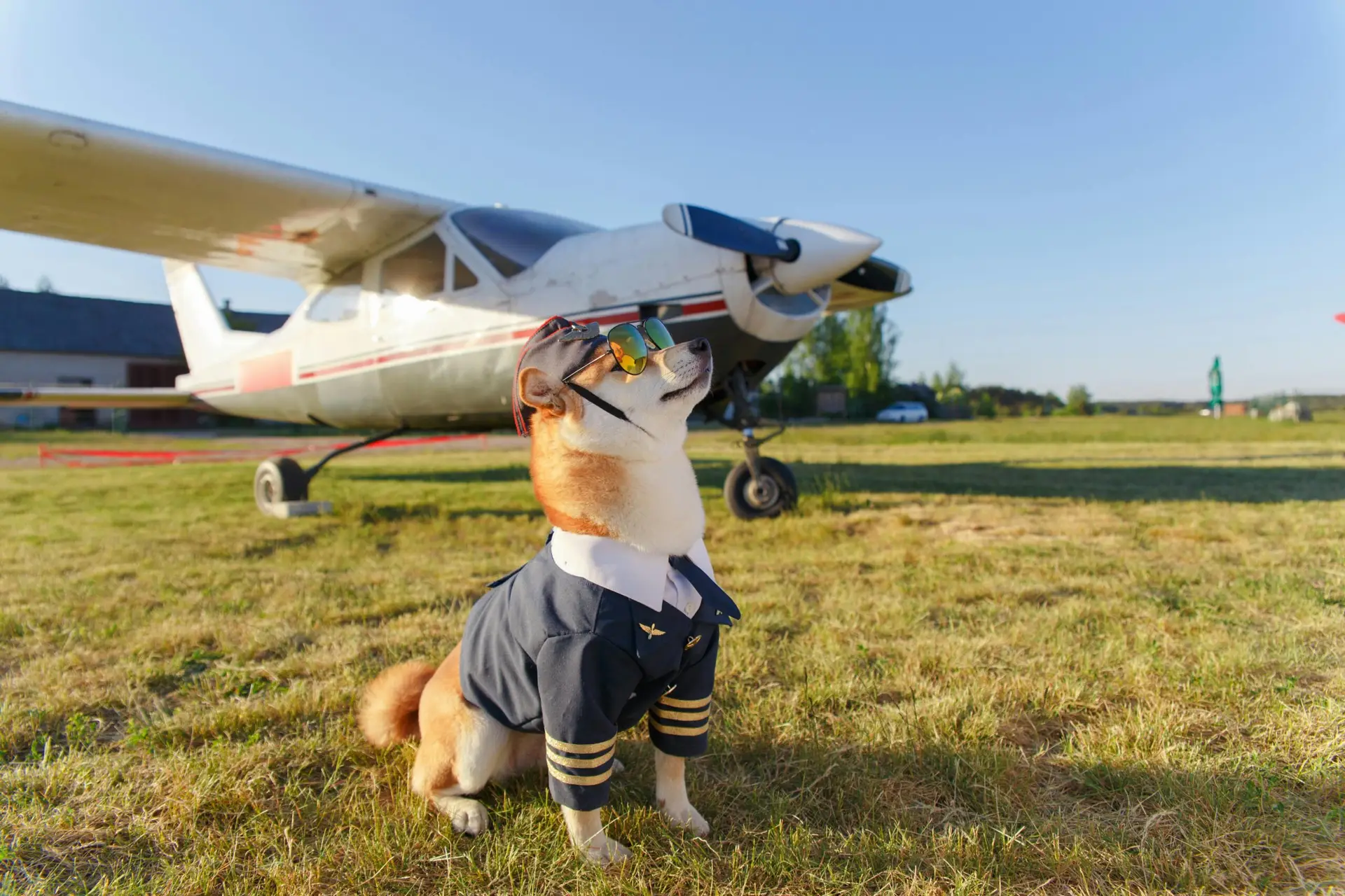 dog pilot